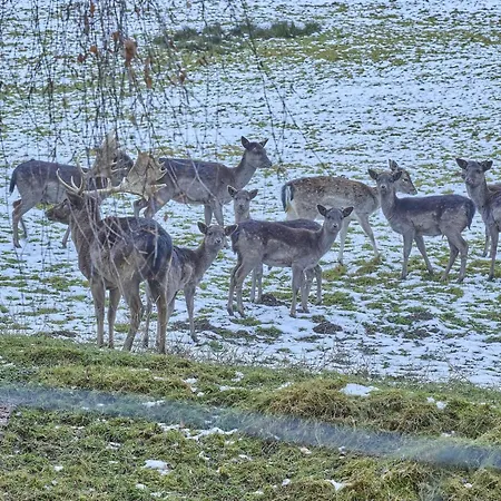 Am Damwildgehege Ii Lennestadt