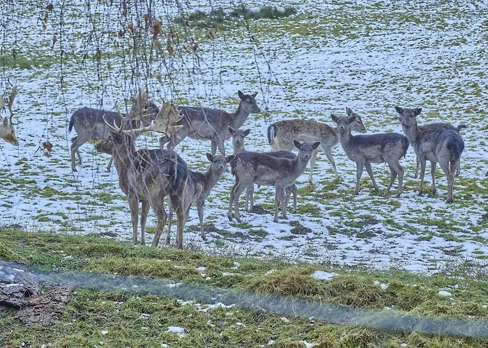 Am Damwildgehege Ii Lennestadt